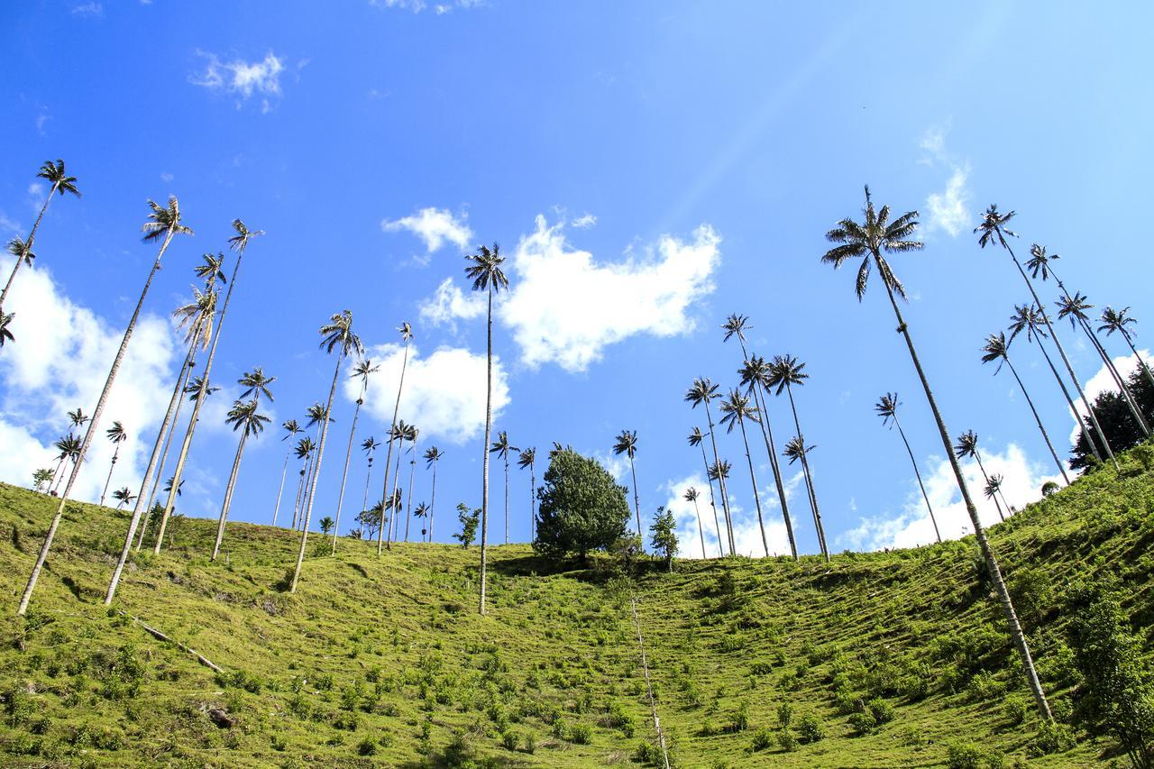 Palmas De Cocora Konuk evi Salento Dış mekan fotoğraf